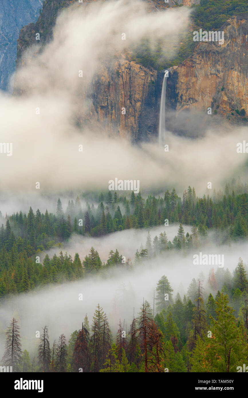 Bridalveil falls, and fog, Yosemite National Park, California, USA, by Bill Lea/Dembinsky Photo Assoc Stock Photo