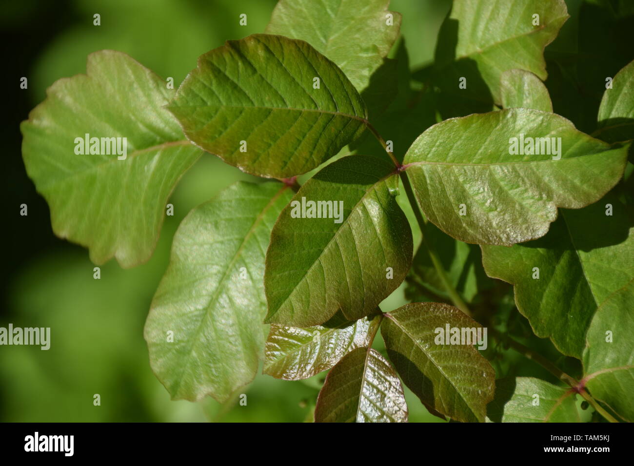 Poison oak growing near the Oregon coast Stock Photo Alamy