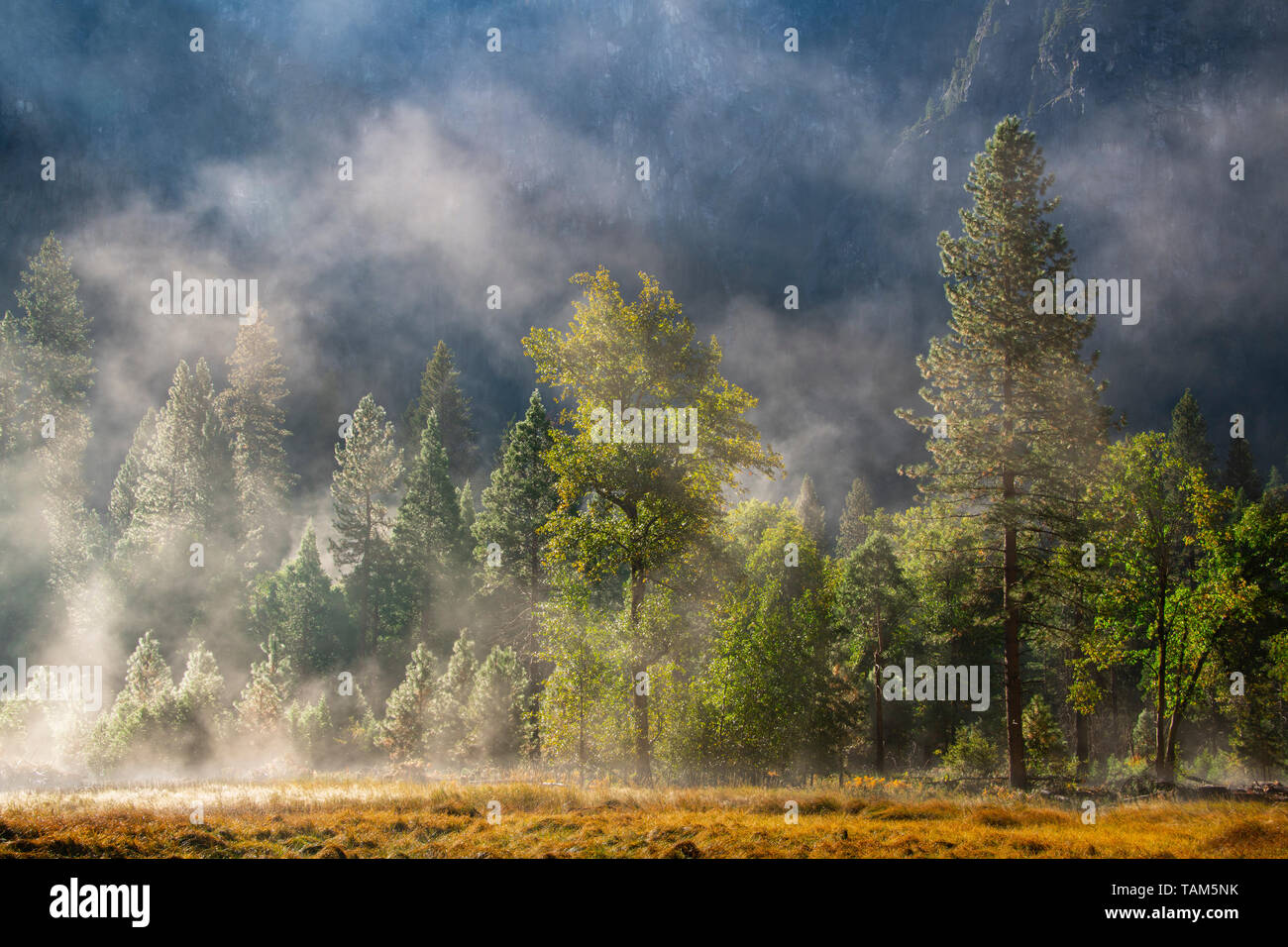 Conifers and morning fog, Yosemite NP, California, USA, by Bill Lea/Dembinsky Photo Assoc Stock Photo