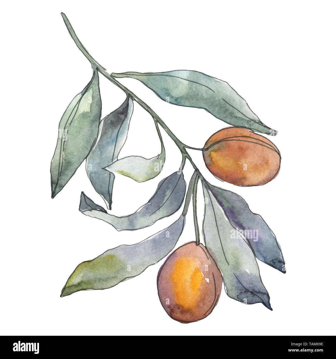 Olive branch with green fruit. Watercolor background illustration set ...