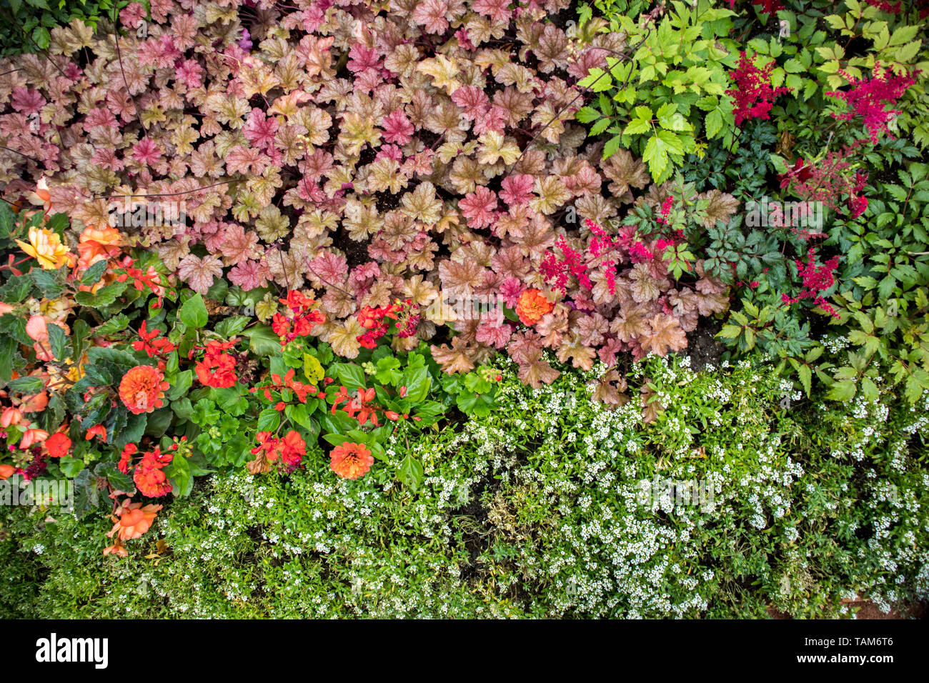 Multicolored flowerbed in the form of geometric shapes Stock Photo