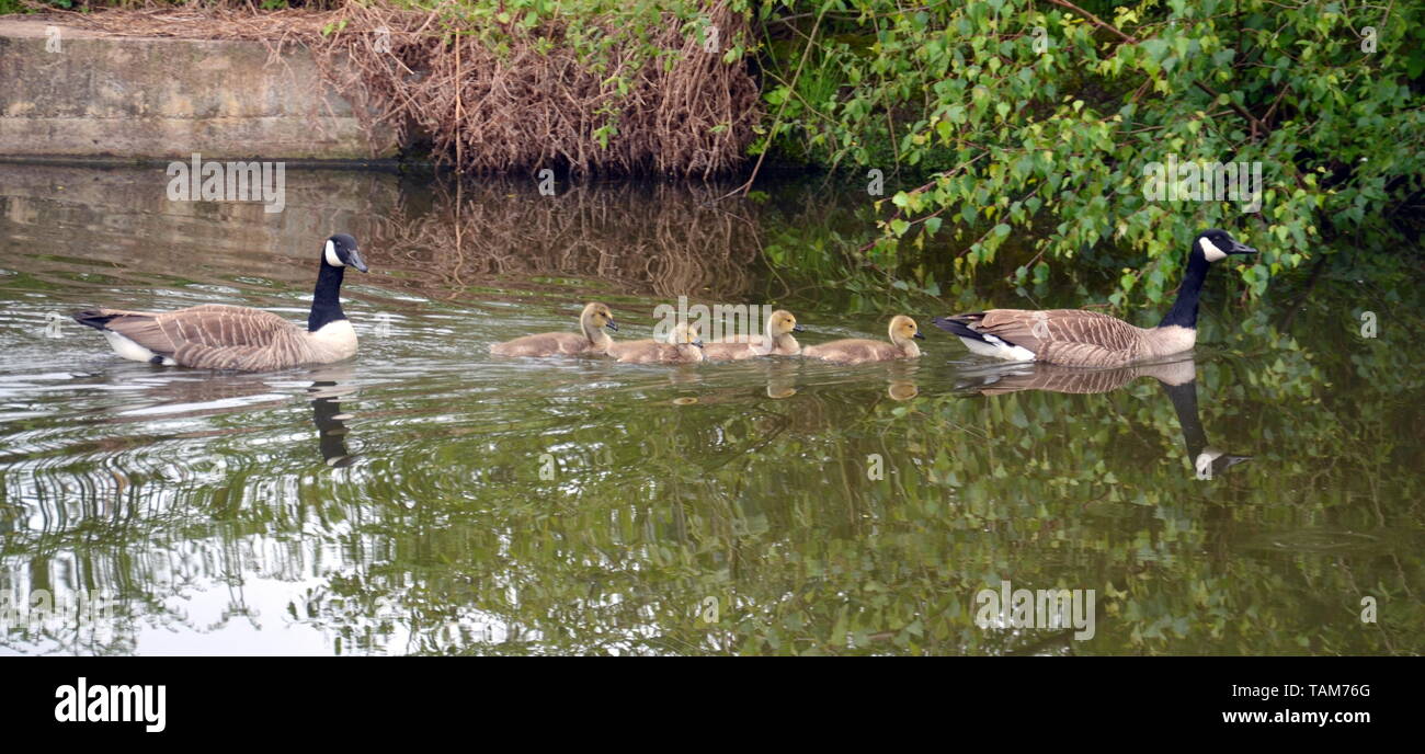 A pair of Canada geese with their goslings swimming on the Bridgewater canal Stock Photo