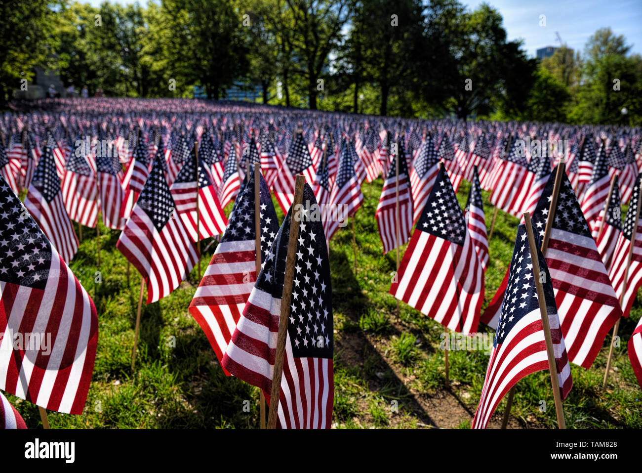 American Flags on Display for Veterans Stock Photo Alamy