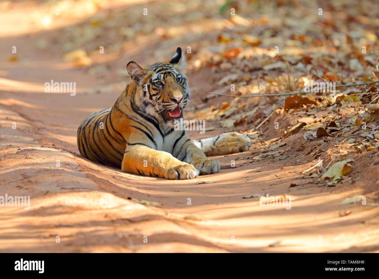A two year-old Bengal Tiger (Panthera tigris tigris) cub in Bandhavgarh National Park, Madhya Pradesh, India Stock Photo