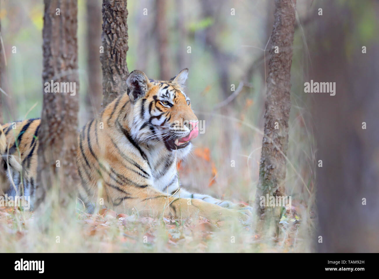 A Beautiful Female Bengal Tiger Panthera Tigris Tigris In Pench National Park Madhya Pradesh 5706