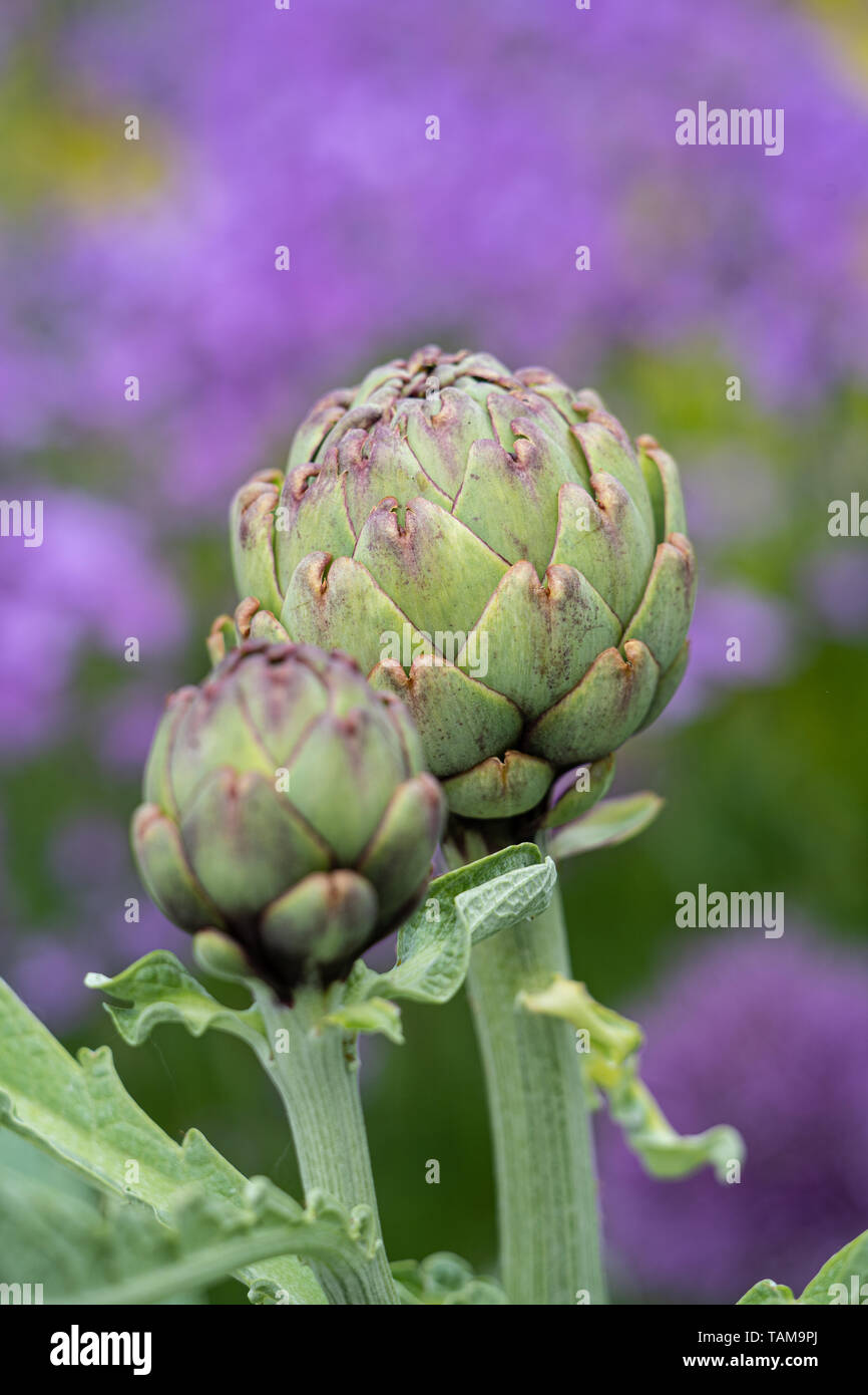 Globe artichokes Stock Photo