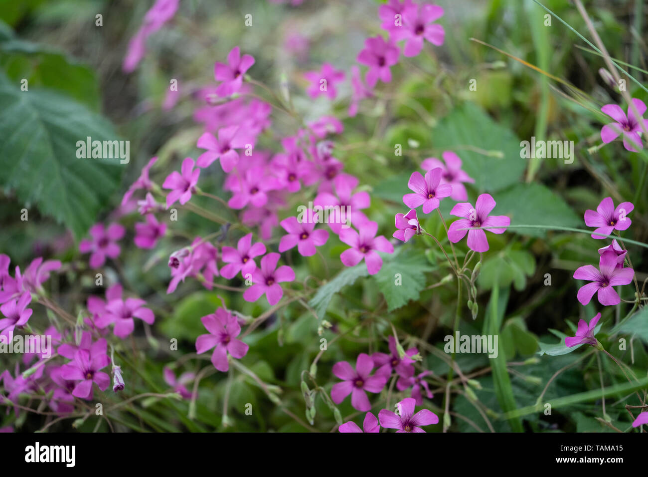 Creeping Phlox (Phlox Stolonifera), flower Stock Photo