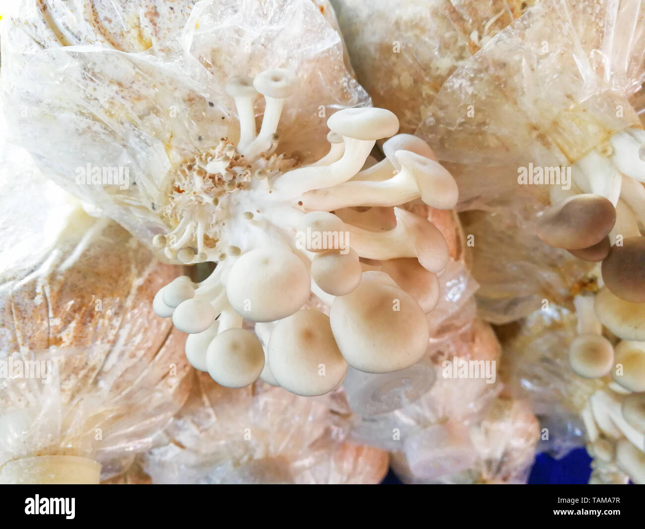 Oyster mushroom growing on bag with mold mushrooms in the farm