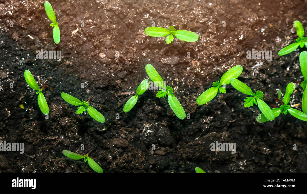 Marigold Sprout High Resolution Stock Photography And Images Alamy
