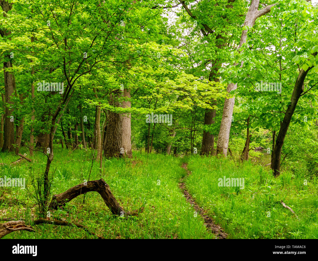 Trail through deciduous forest in spring. Thatcher Woods Forest Preserve, Cook County, Illinois. Stock Photo