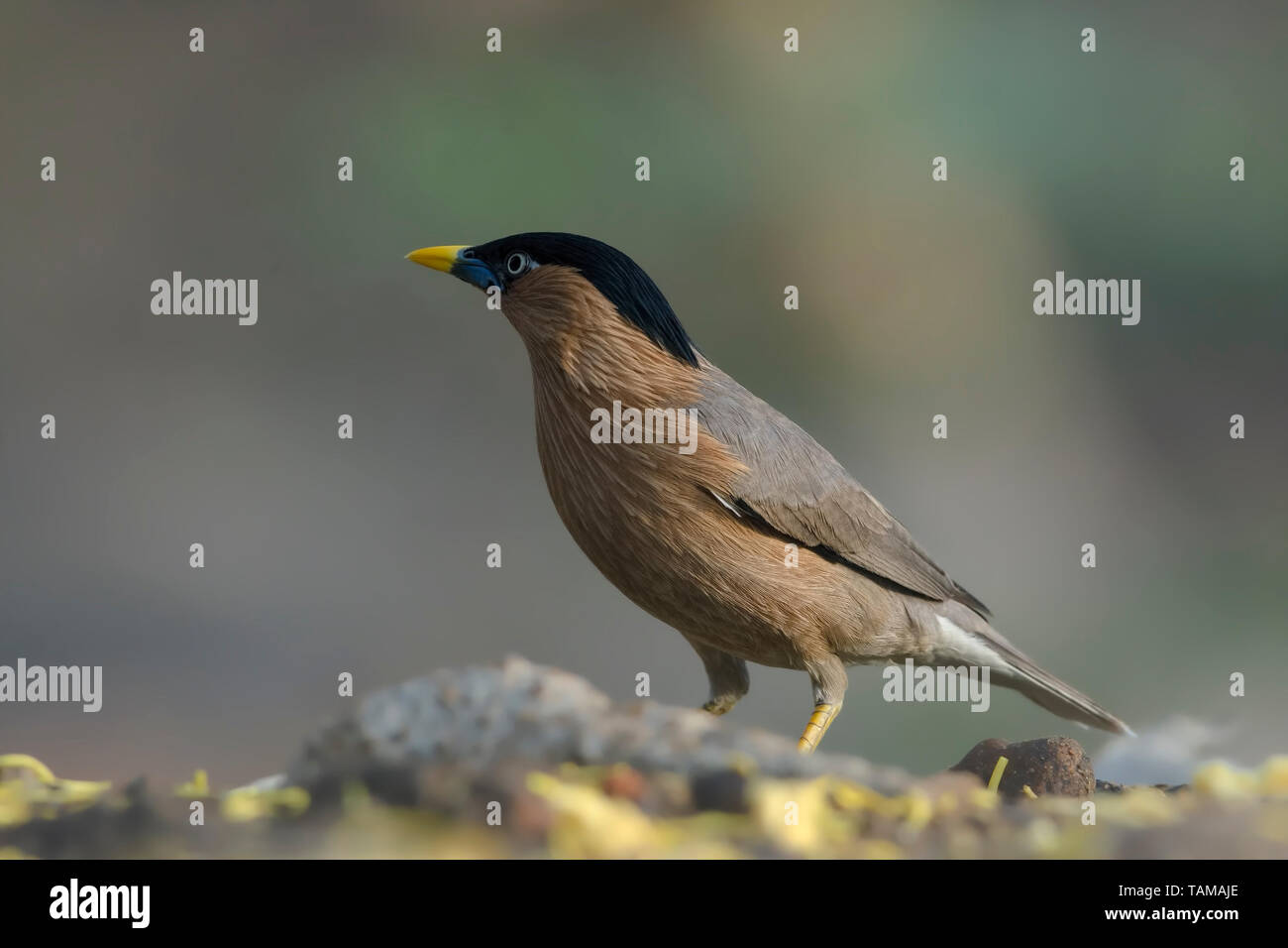 Brahminy starling (Sturnia pagodarum). Stock Photo