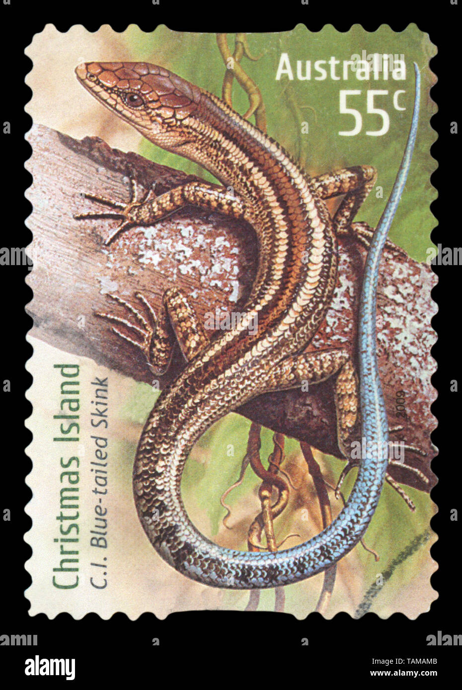 AUSTRALIA - CIRCA 2009: A stamp printed in Australia from the 'Christmas Island ' issue shows a C.I.Bblue-tailed Skink, circa 2009. Stock Photo