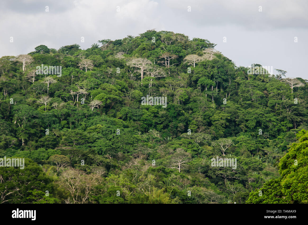 The lush forest of the Soberania National Park along the Chagres River Stock Photo