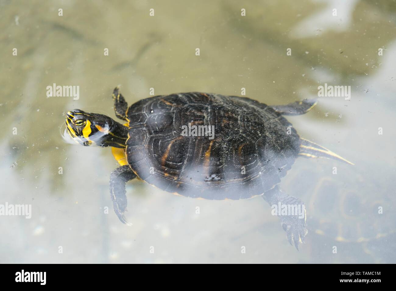 Terrapin, yellowbellied slider Stock Photo Alamy
