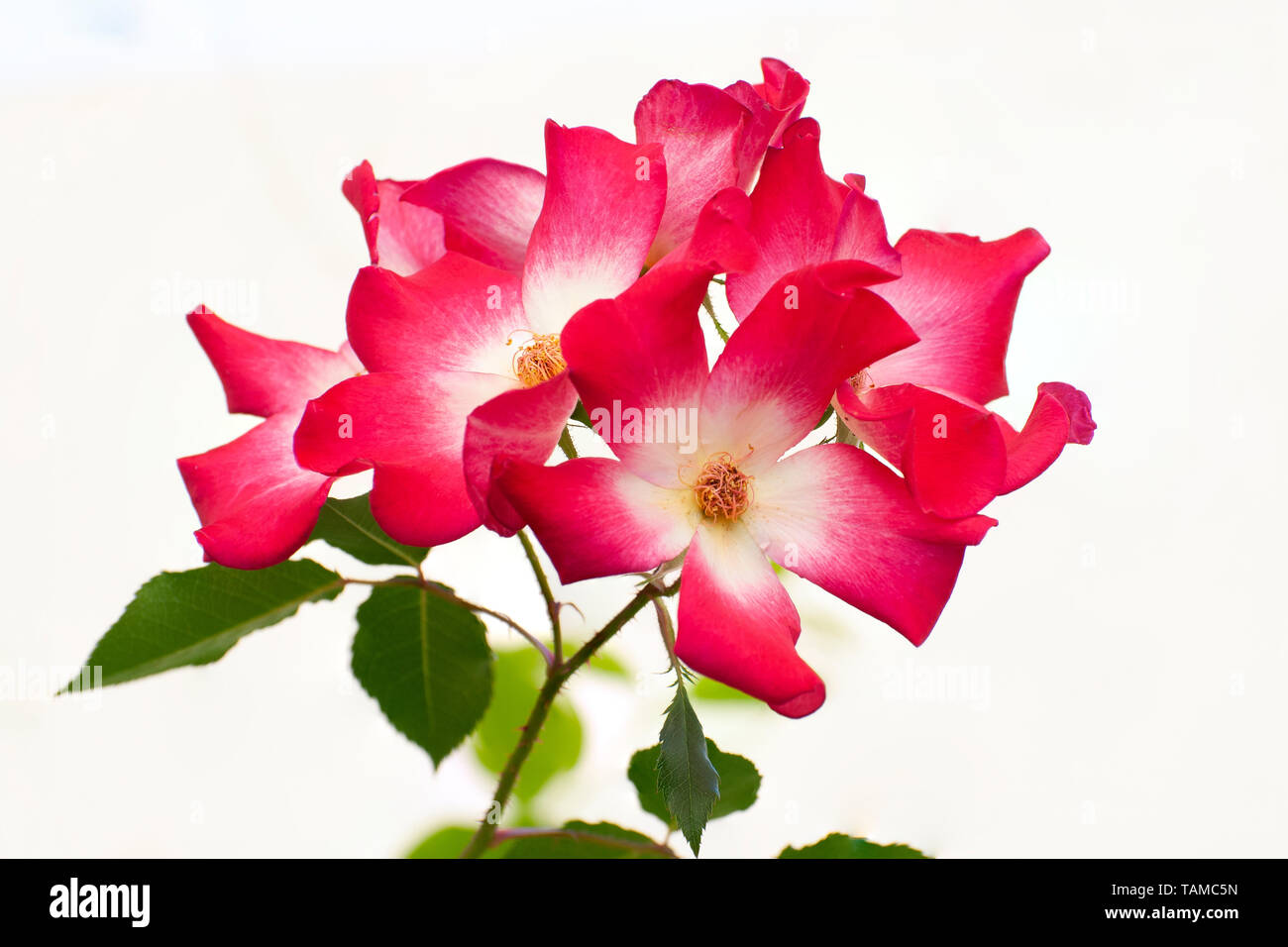 Red rose flower with yellow center cocktail Meimick climber rose Stock Photo