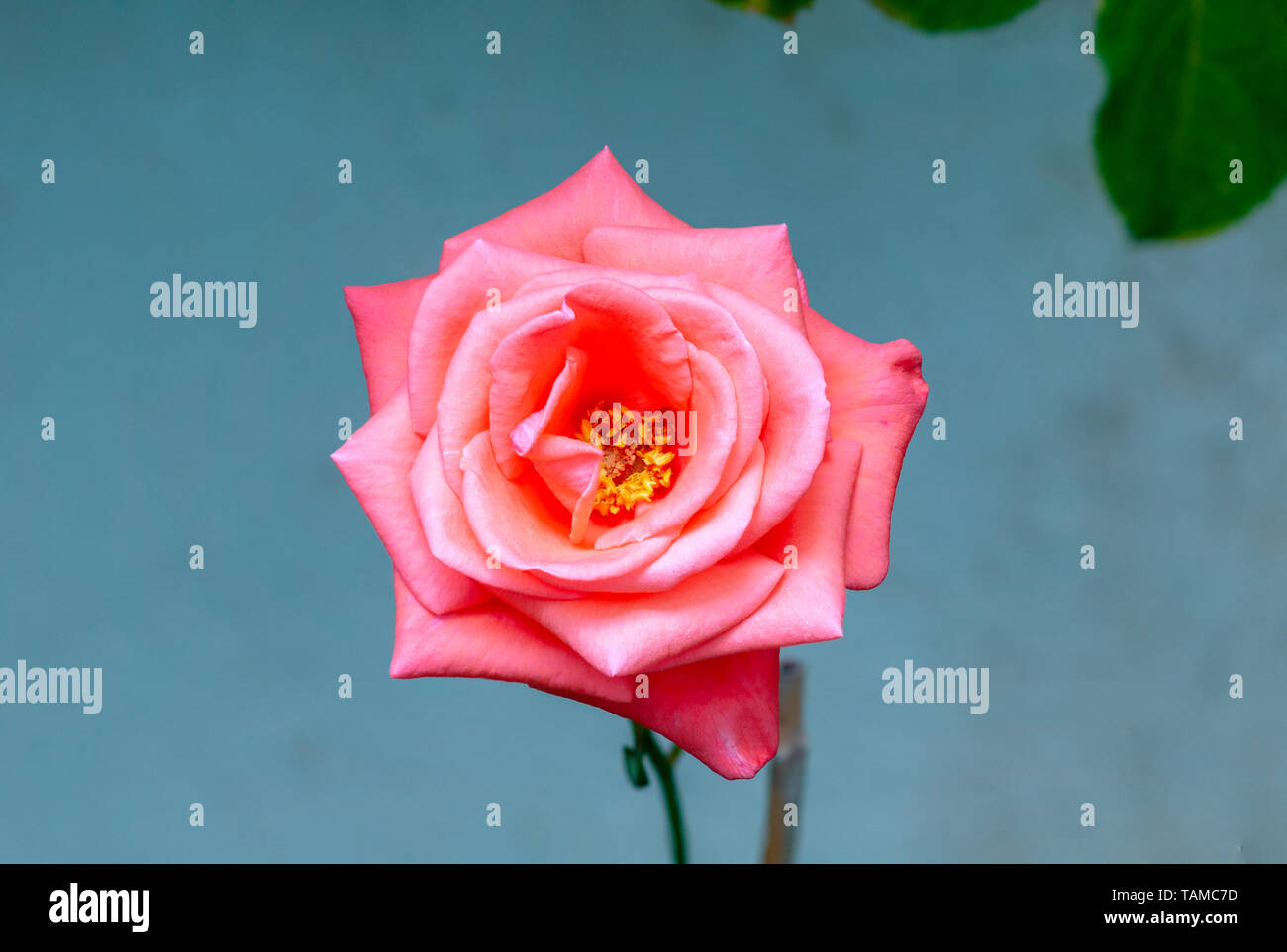 Rose shape salmon hi-res stock photography and images - Alamy