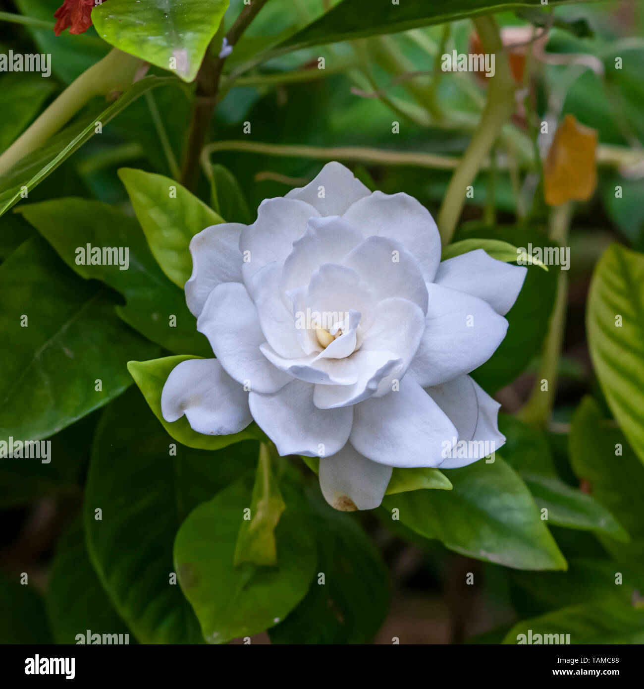 White flower of the Gardenia or Cape Jasmine plant (Gardenia jasminoides). An evergreen flowering plant of the coffee family Rubiaceae. It originated  Stock Photo