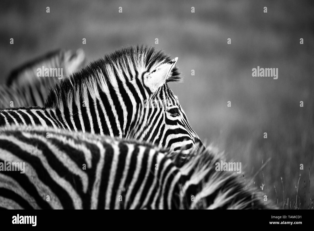 Black and white zebras Stock Photo Alamy