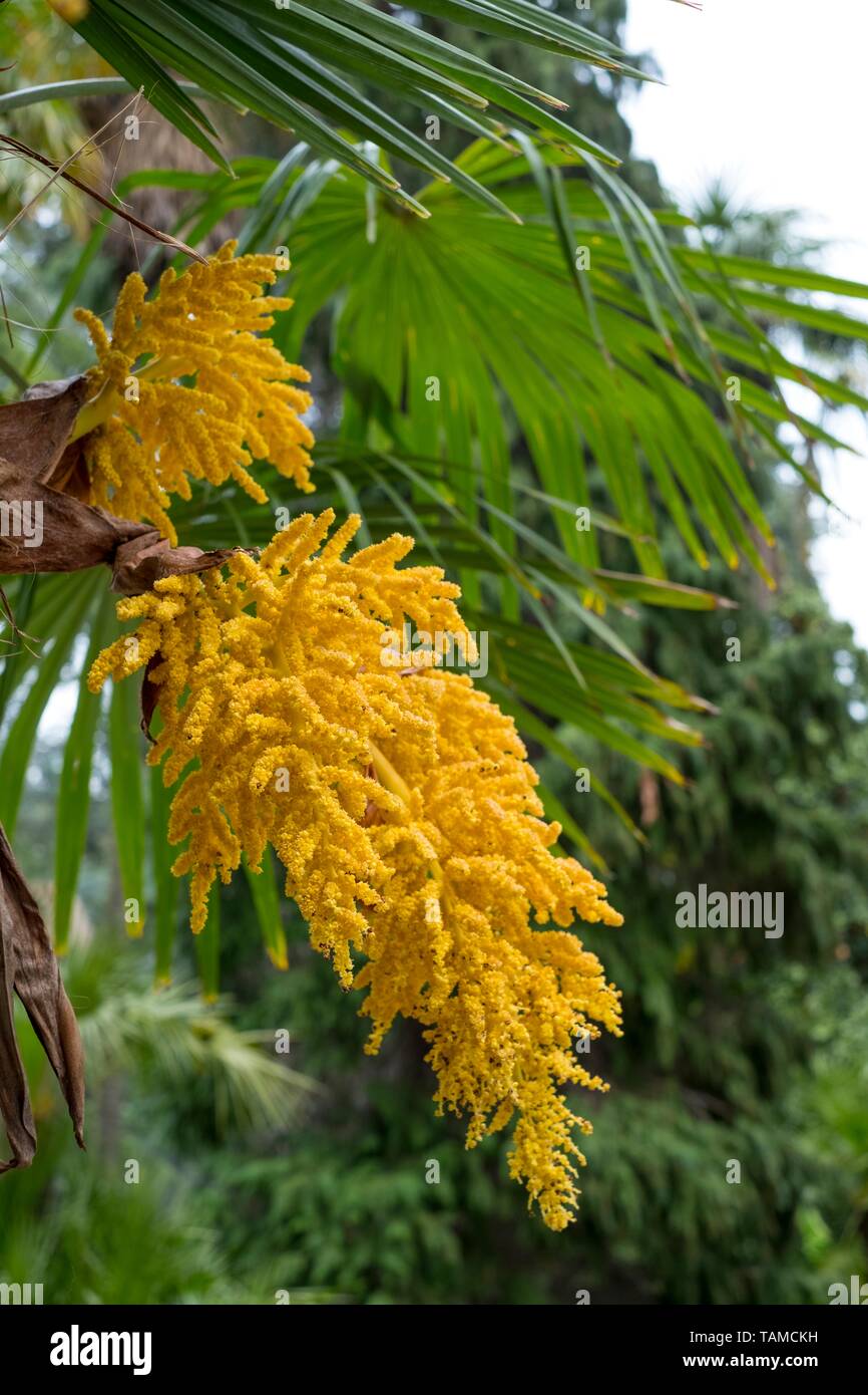 Trachycarpus fortunei, Windmill Palm, male Stock Photo