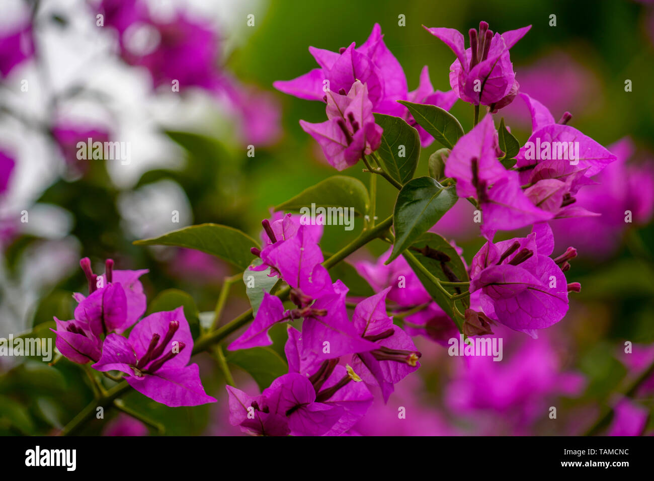 Purple flowers of a Bougainvillea bush close up Stock Photo