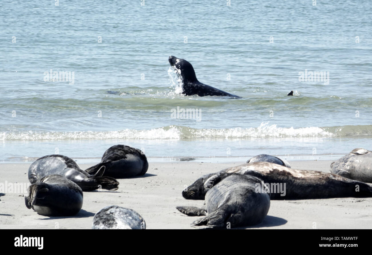 15 May 2019, Schleswig-Holstein, Helgoland: Seals lie on the beach of the  dune off Helgoland. The proximity of the animals to passers-by provides  animal protectors. Therefore, visitors are repeatedly asked to keep