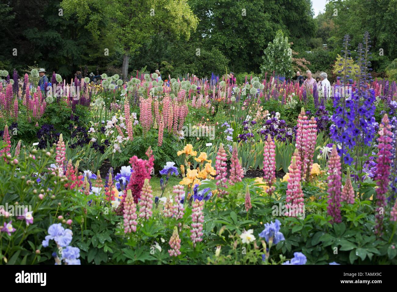 Schreiner's Iris Gardens in Salem, Oregon, USA Stock Photo Alamy