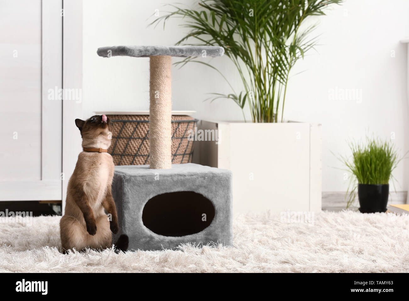 cute scratching post