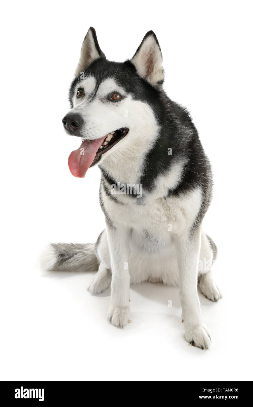 Adorable husky dog on white background Stock Photo - Alamy