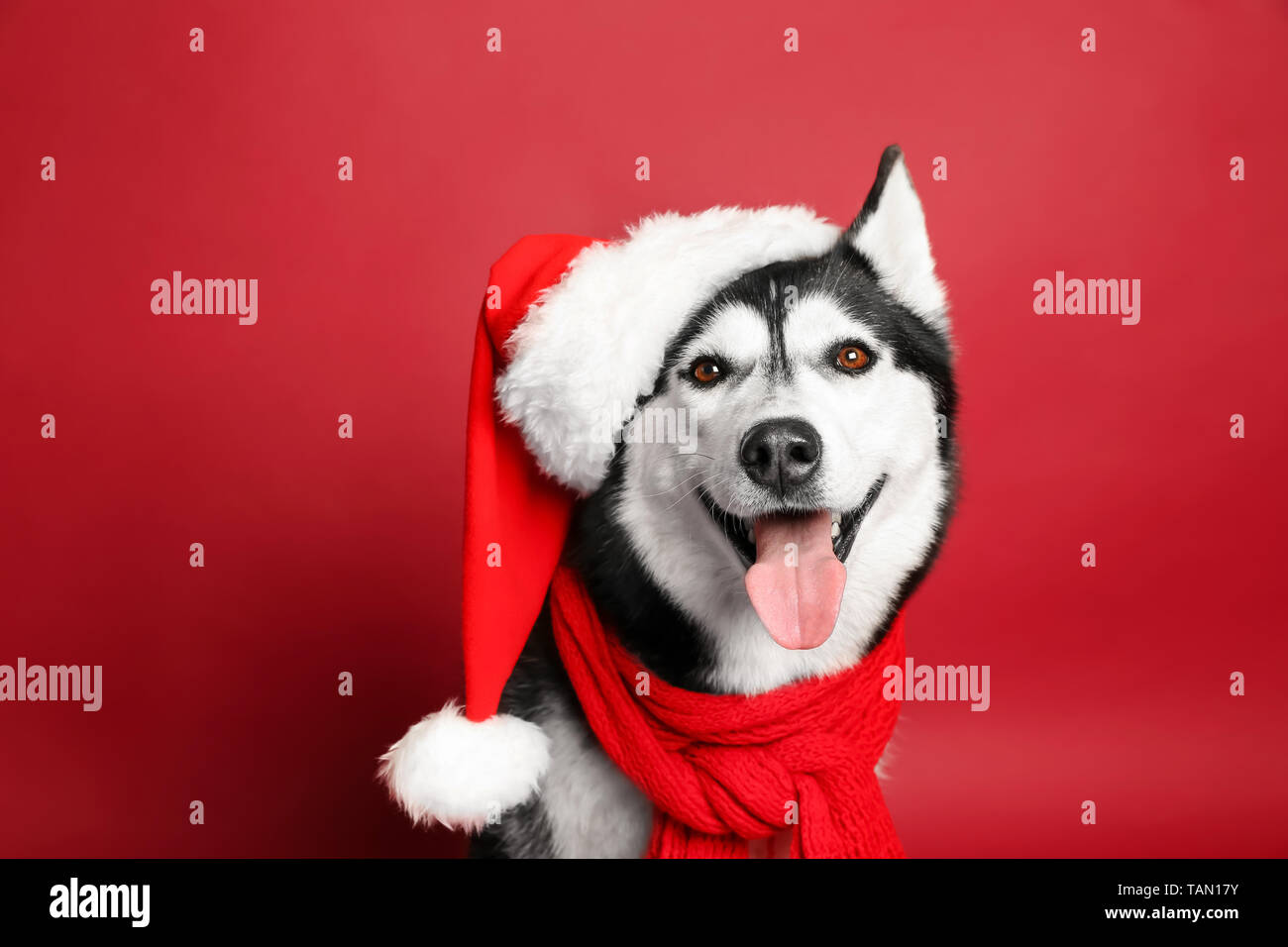 Husky dog hat discount