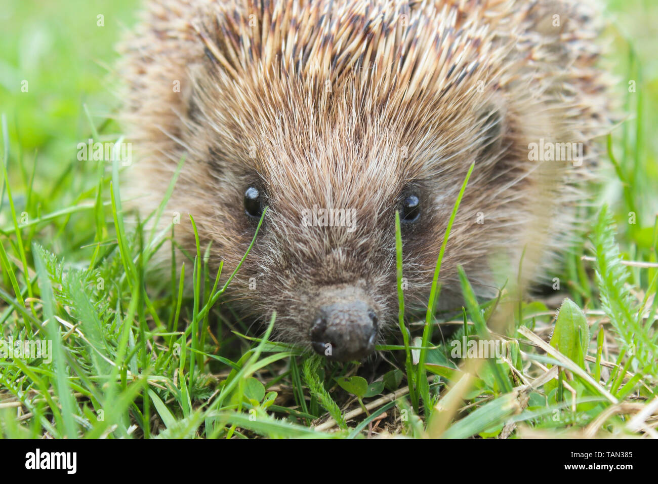 Hedgehog in the green grass closeup Stock Photo