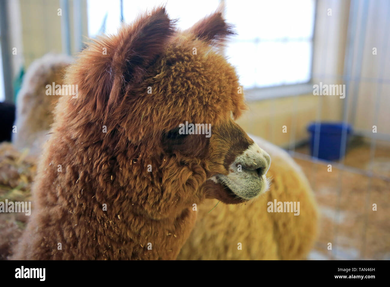 Close up head shot of a brown Alpaca, Vicugna pacos, indoors in a barn. Shallow depth of field. Stock Photo