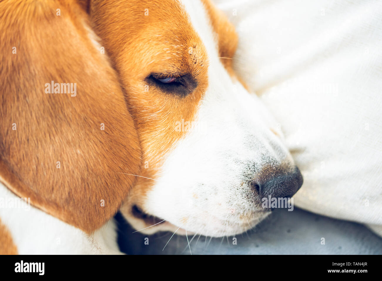 Beagle Dog Sleeping On A Pillow On A Sofa Head Closeup Animal