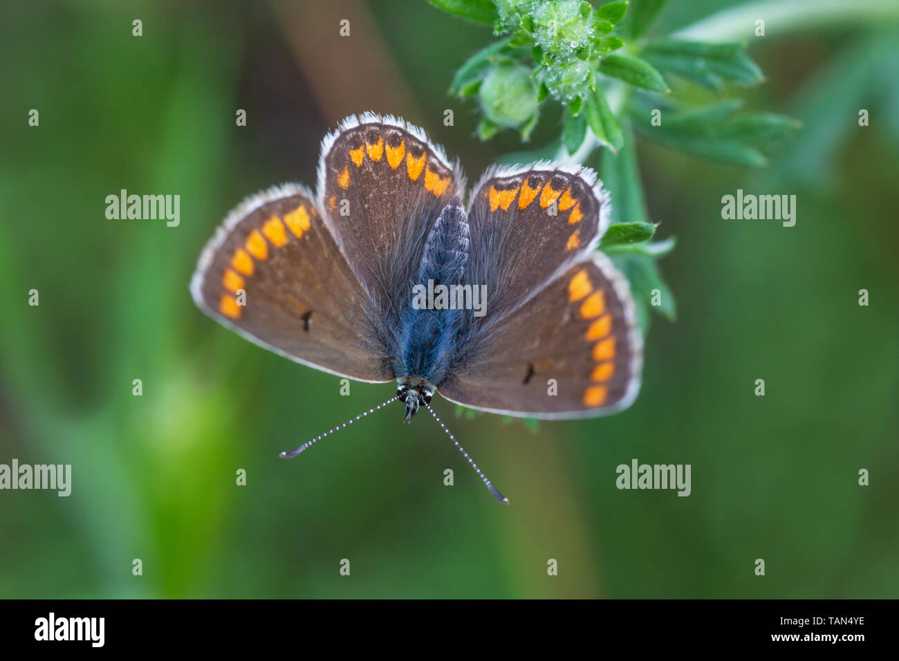 close up of brown lycaenidae butterfly in grass Stock Photo