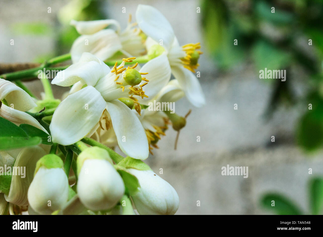 Close Up White Flower of Citrus grandis, Citrus Maxima, pomelo Stock