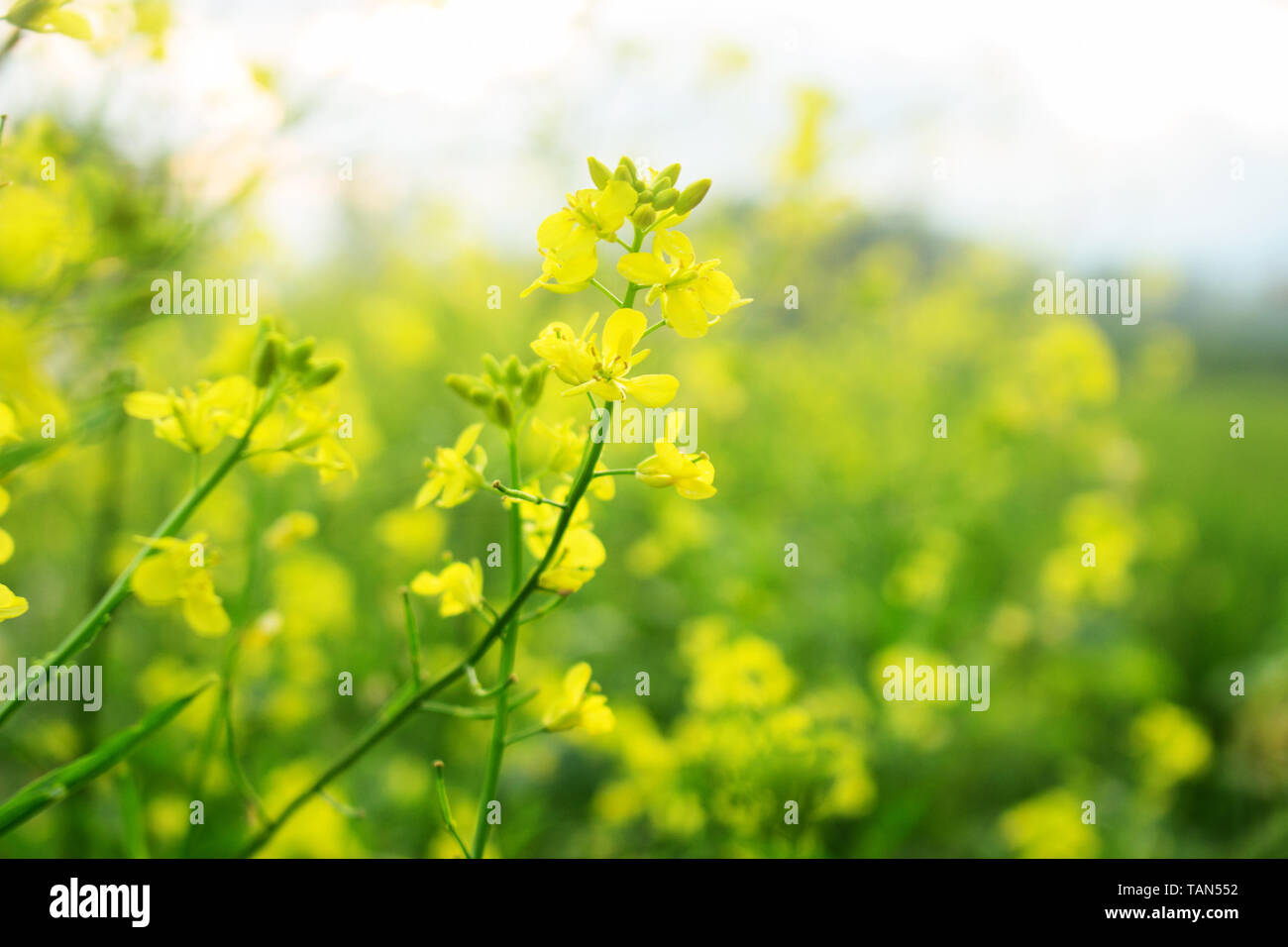 Close Up Yellow Brassica napus Flower Stock Photo