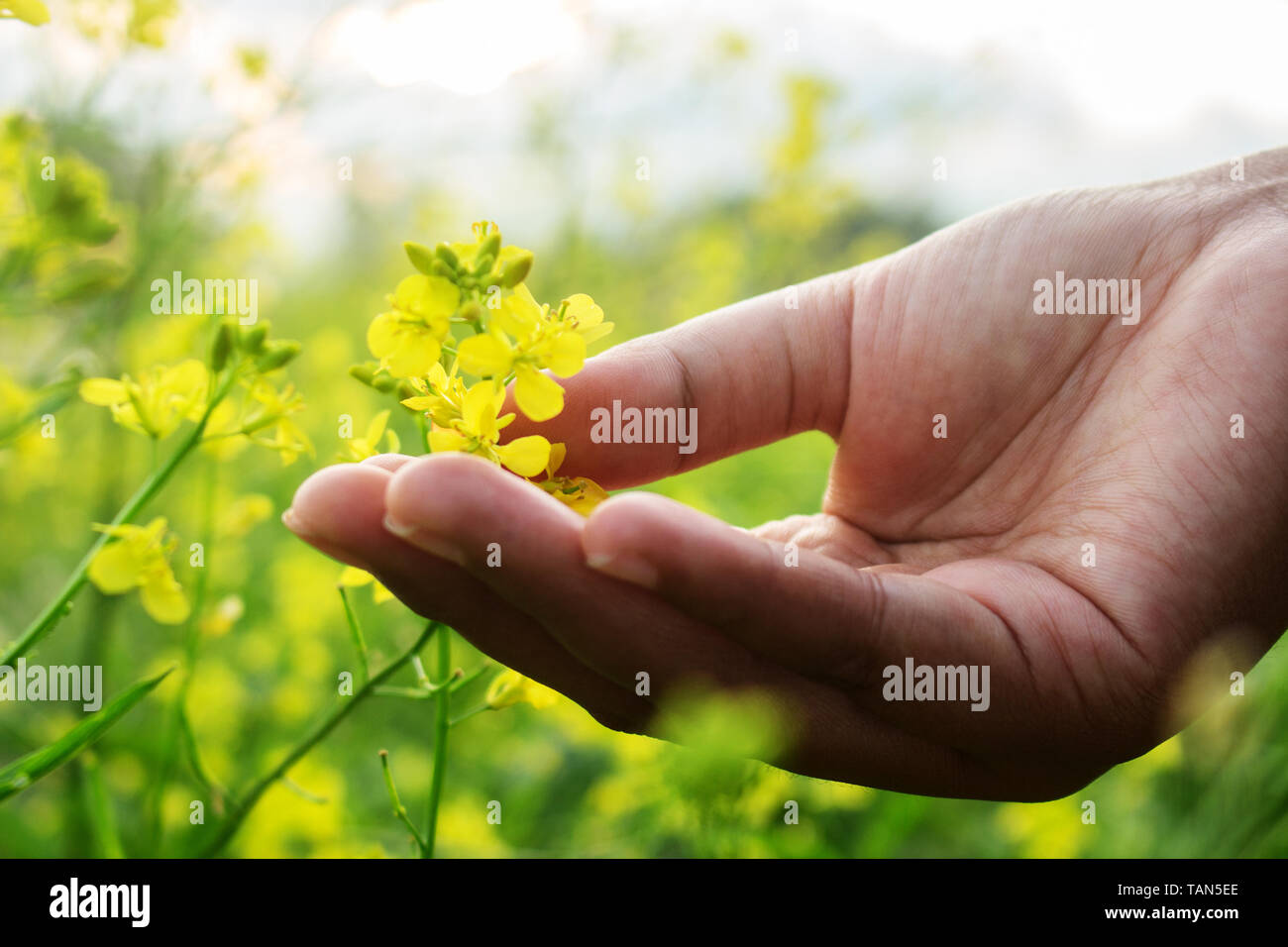Hand Touch Yellow Brassica napus Flower Stock Photo