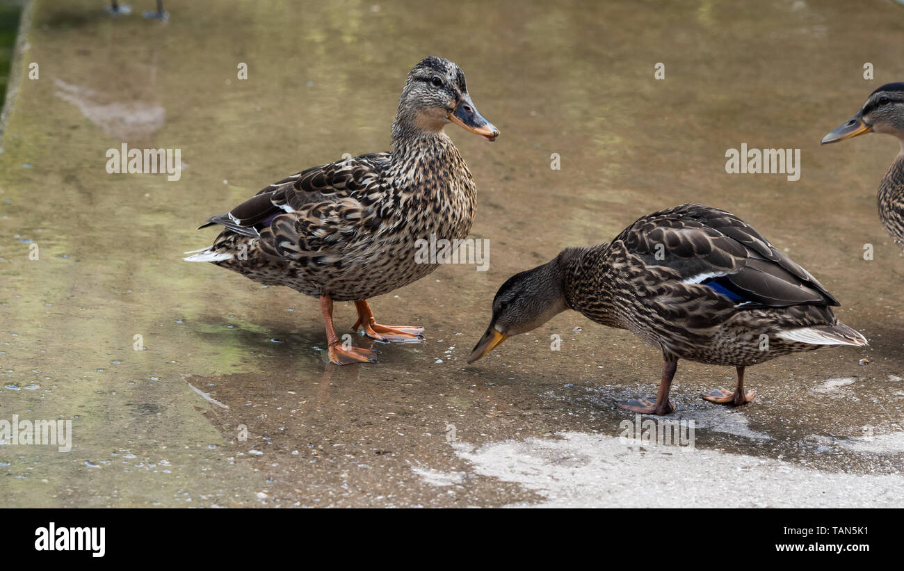 Female mallard ducks in water Stock Photo
