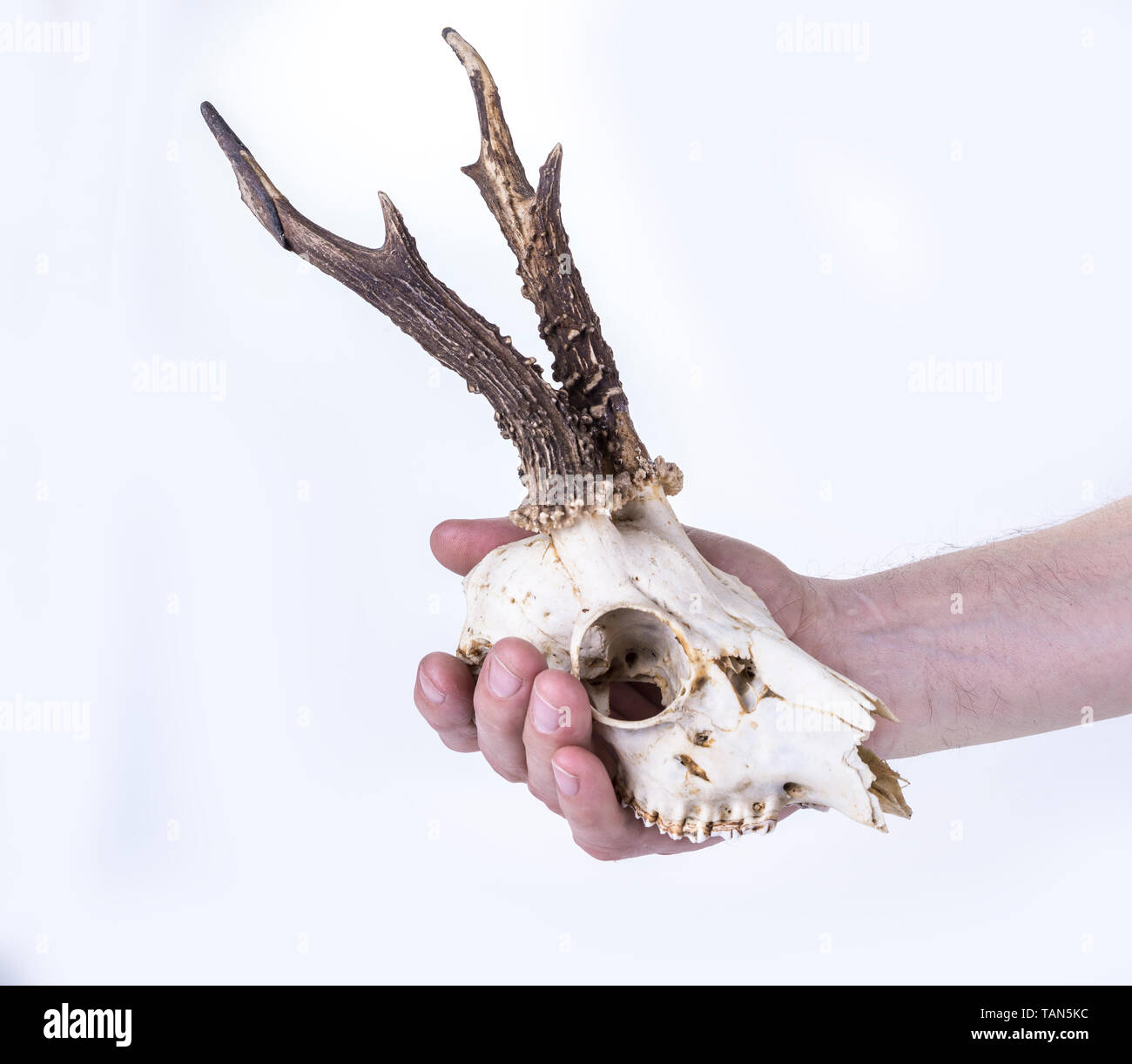 Young deer skull on a white background Stock Photo - Alamy, image size:1300x1222
