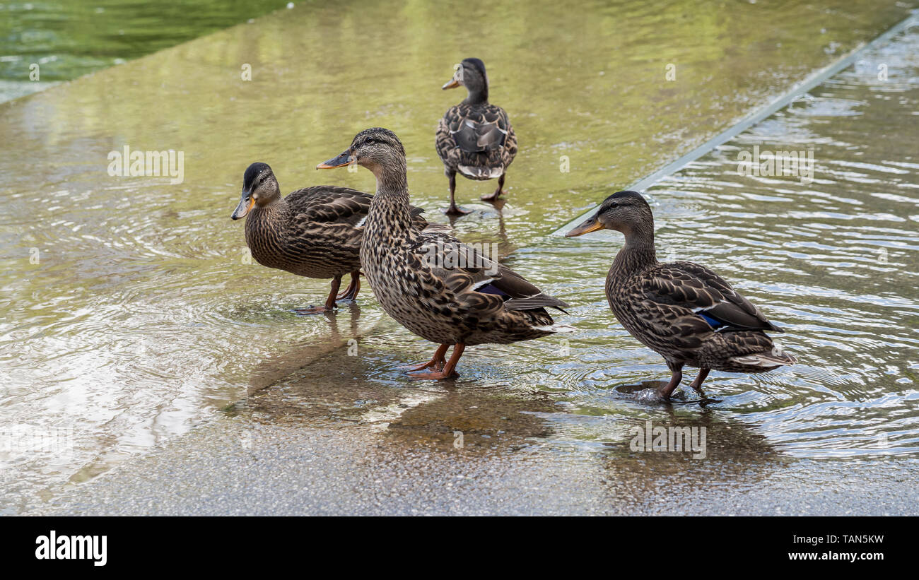 Female mallard ducks in water Stock Photo