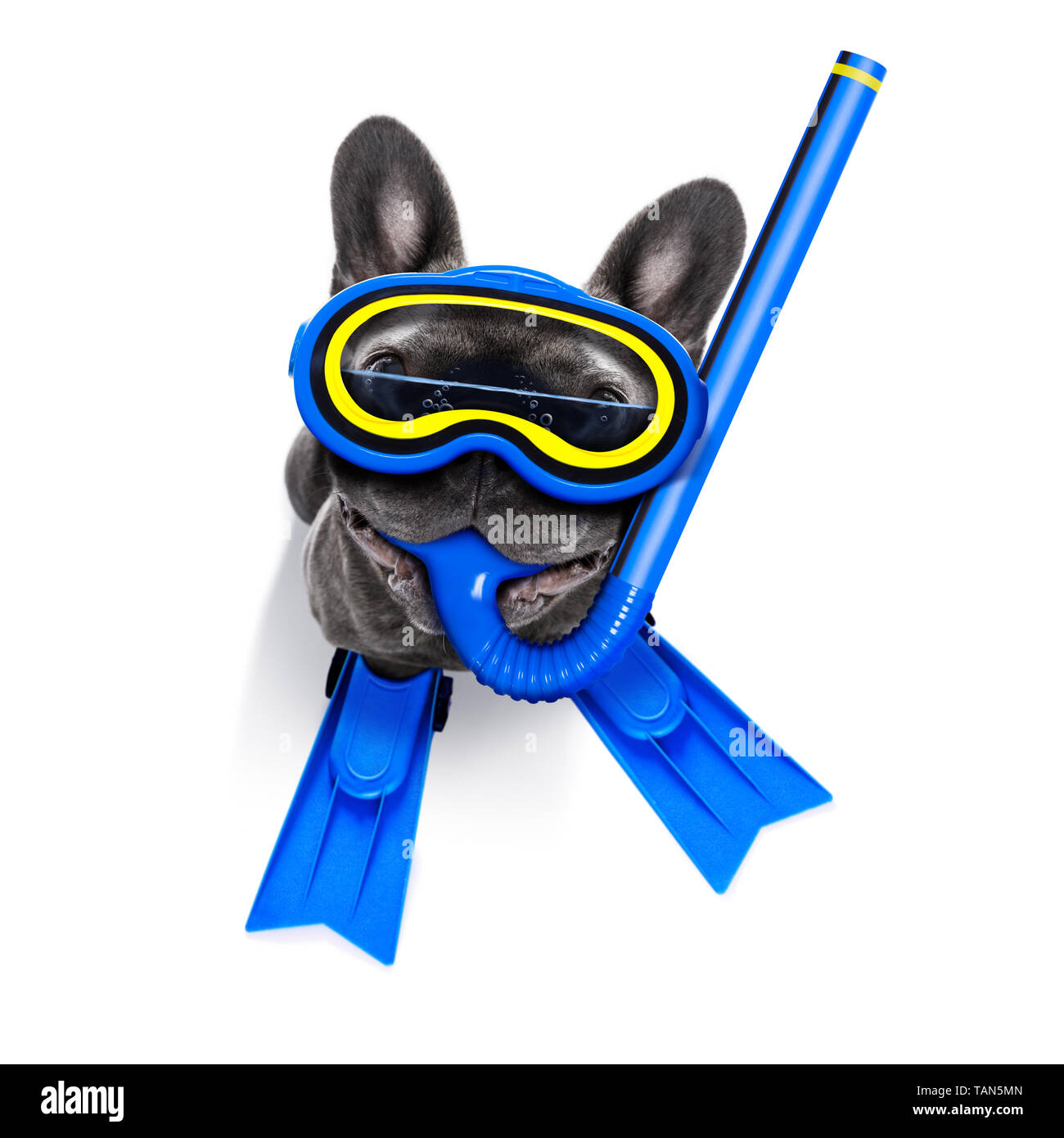 Snorkeling scuba diving french bulldog dog  with mask and fins ,  isolated on white background Stock Photo