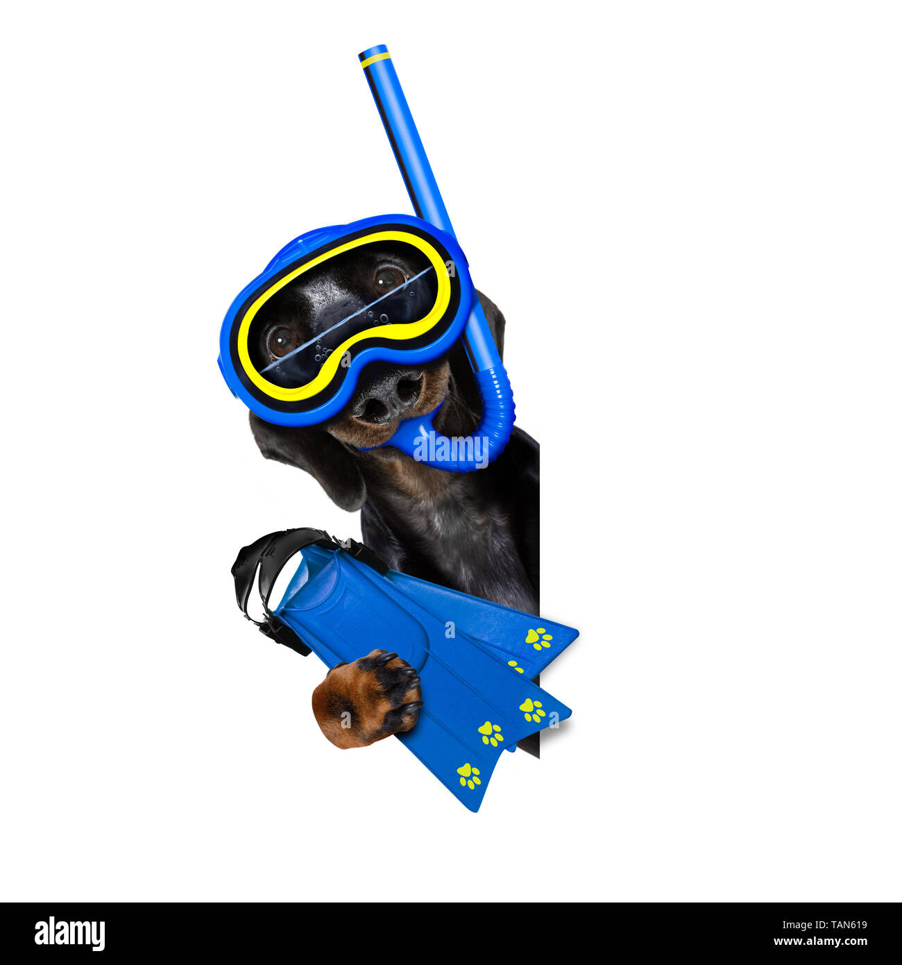 Snorkeling scuba diving sausage dachshund dog with mask and fins