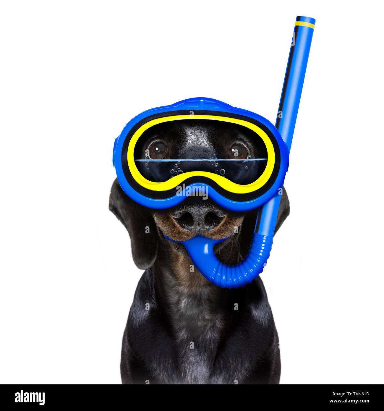 Snorkeling scuba diving sausage dachshund dog with mask and fins