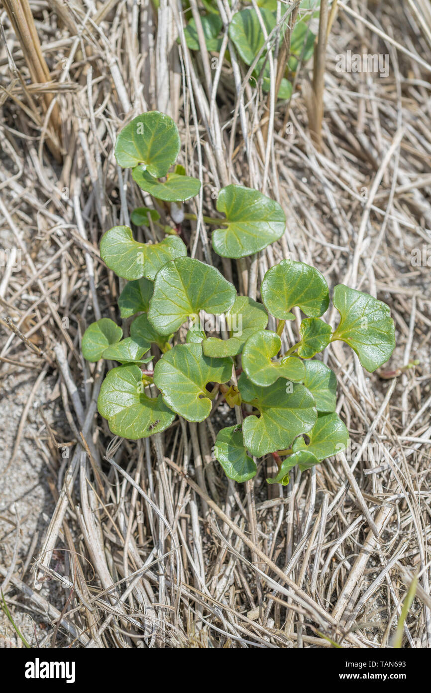 Easily mixed up with Scurvy-Grass these are early leaves of Sea Bindweed / Calystegia soldanella growing among dead grasses of coastal sand dunes. Stock Photo