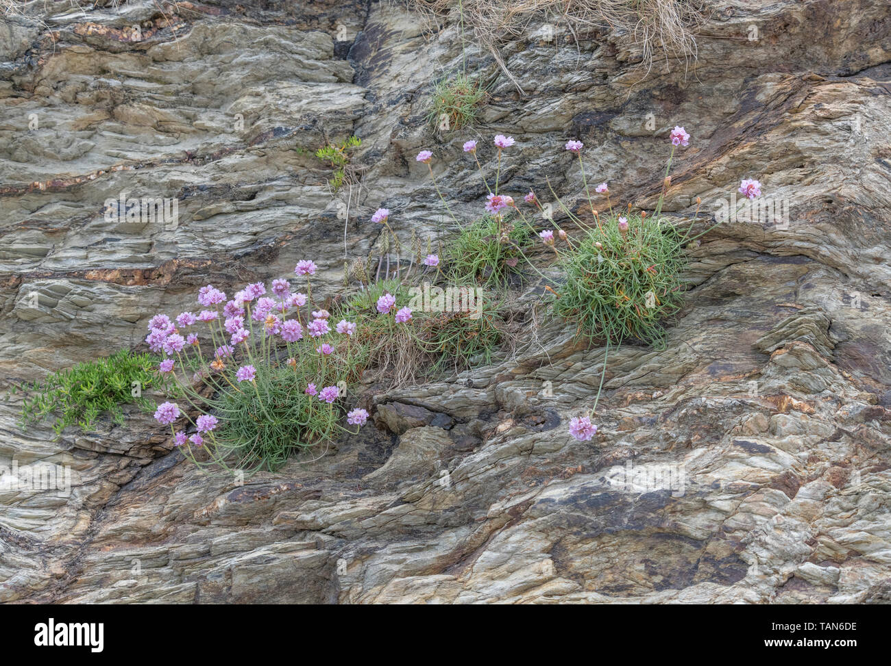 Clustered pink flowers of Thrift / Sea Pink - Armeria maritima - on rock outcrop. Common UK seashore & coastal plant. Wild flower patch. Stock Photo