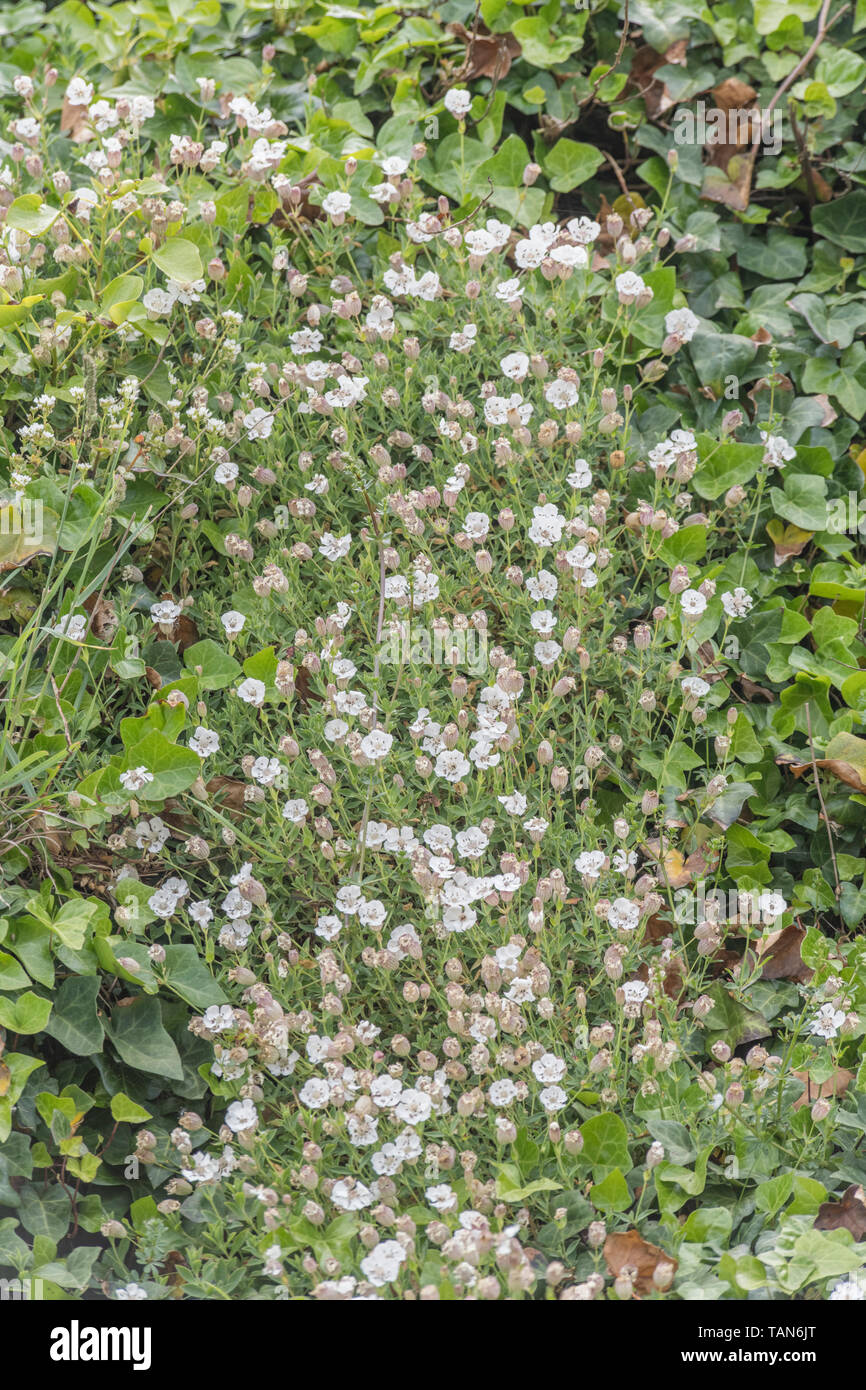 Patch of white flowering Sea Campion / Silene maritima on a seaside cliff, Cornwall. Stock Photo