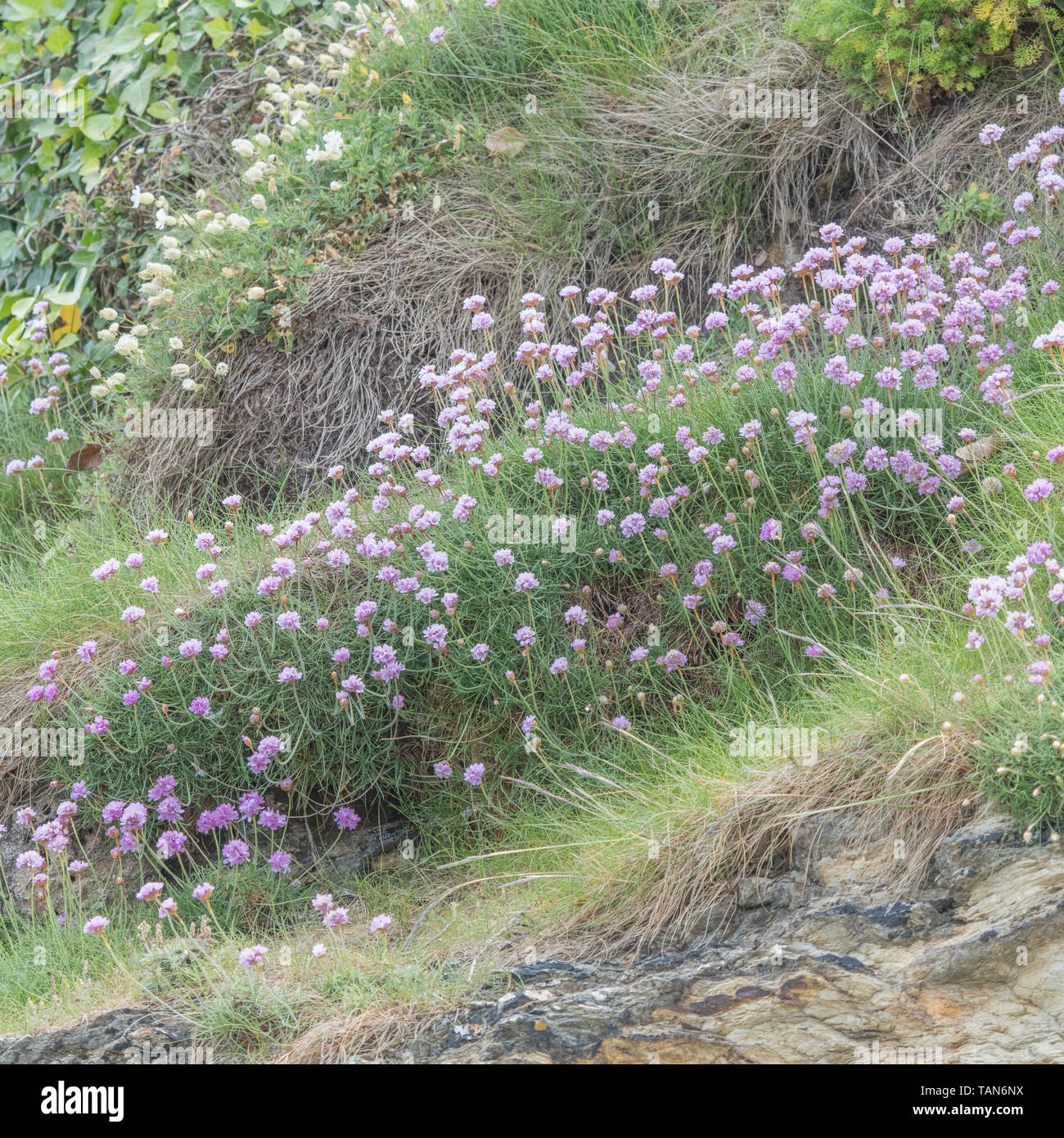 Clustered pink flowers of Thrift / Sea Pink - Armeria maritima - on rock outcrop. Common UK seashore & coastal plant. Wild flower patch. Stock Photo