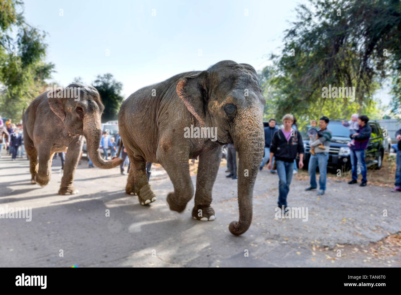elephant, street, park, nature, travel, animal, road, wild, walking, young, wildlife, background, africa, adventure, tourism, african, people, family, Stock Photo