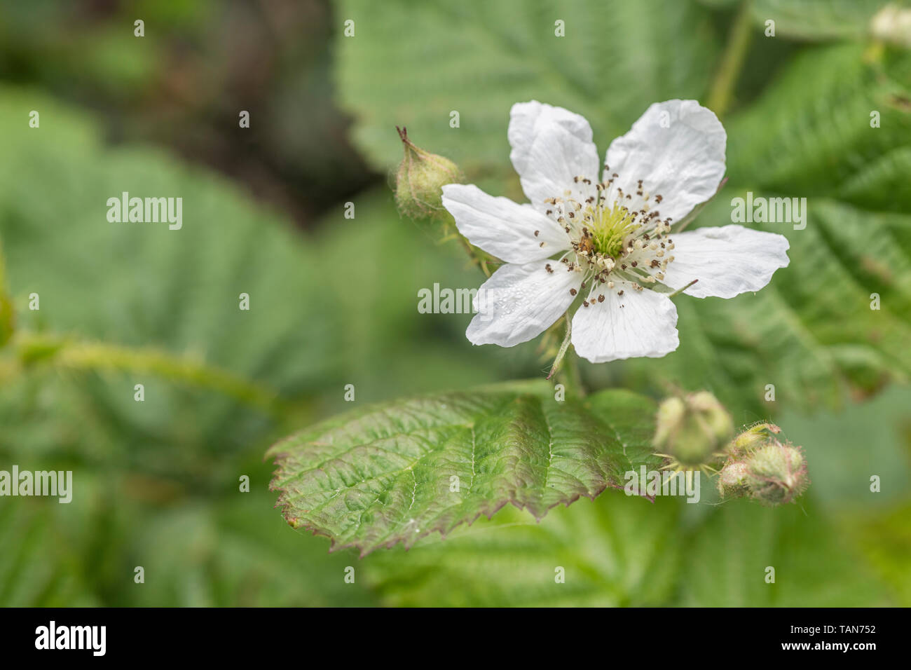Macro close-up of solitary white flower of Bramble / Rubus fruticosus. Metaphor blackberries as food. Stock Photo