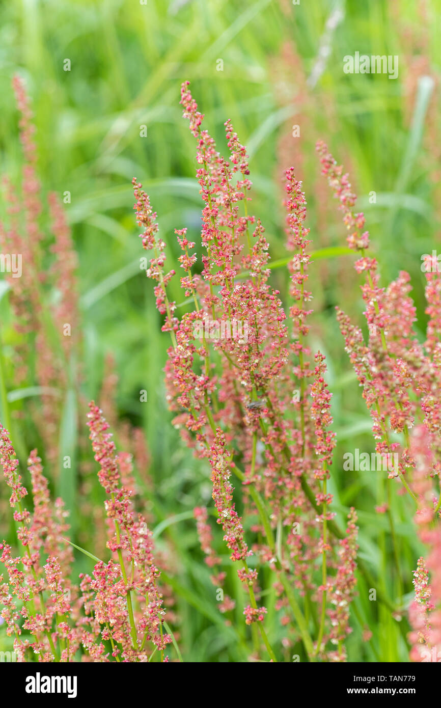 Flowering Common Sorrel / Rumex acetosa growing wild in a Cornish hedgerow. Has acid tasting leaves - foraging and dining on the wild concept. Stock Photo