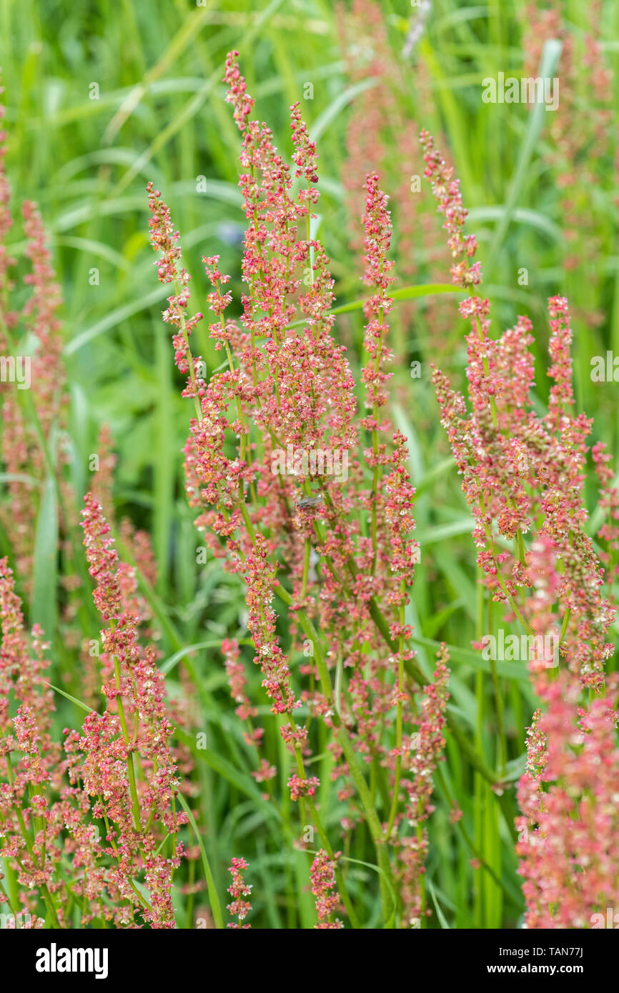 Flowering Common Sorrel / Rumex acetosa growing wild in a Cornish hedgerow. Has acid tasting leaves - foraging and dining on the wild concept. Stock Photo